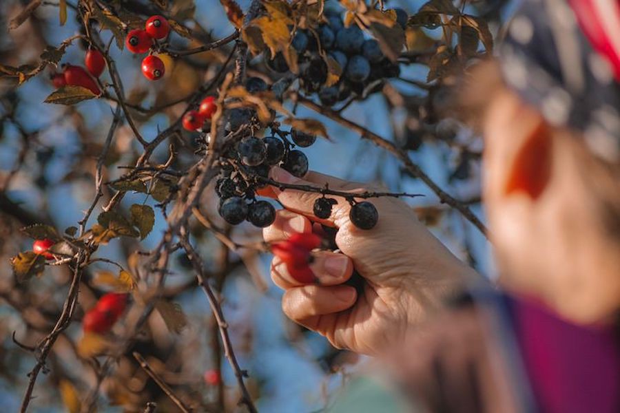 Bericht Bomenfonds: Mariahoeve krijgt mini-bos met eetbare planten bekijken